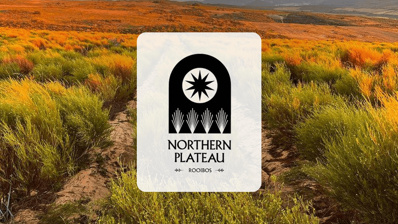 Northern Plateau Rooibos: Revitalizing a South African Classic with a Modern Twist